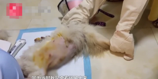 未栓绳大狗飞扑过来，小狗竟被吓到休克，男子按压其心脏抢救