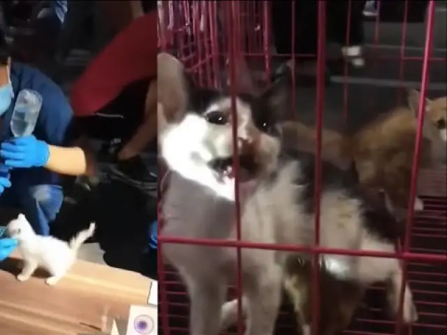 没有“宠物盲盒”，流浪猫狗的处境会变好吗？