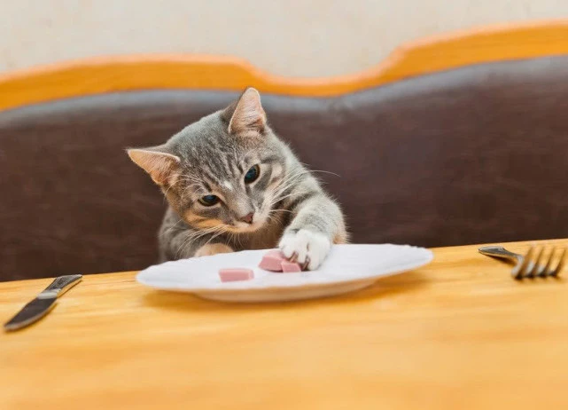 每天喂猫几次合适？你的养猫方法，可能是错的