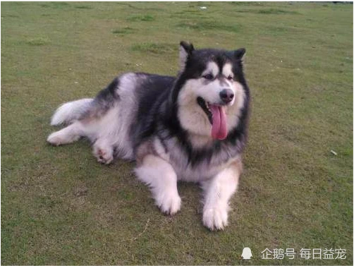 主人出差前将狗狗交给宠物医院，回来再见时，已是阴阳两隔！