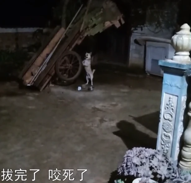 云南一女子回村过节，狗狗玩了一晚上车轮，主人：看到家人特兴奋