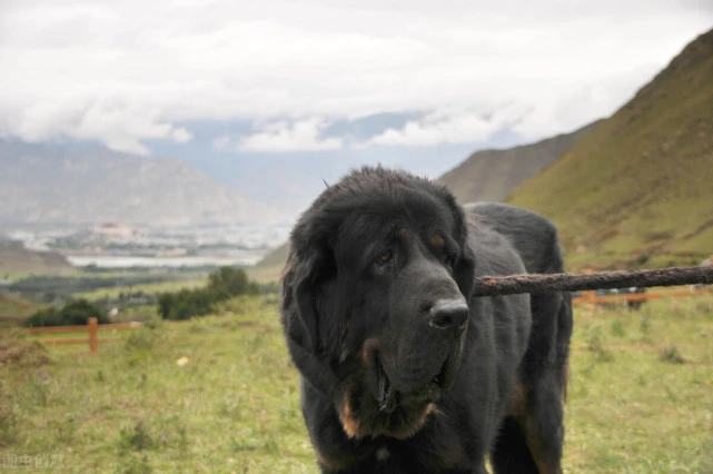 为什么有人说，遇见恶犬要蹲下？遭到恶犬袭击该怎么办？