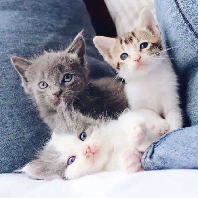 养猫科普｜3～6个月幼猫的养育指南