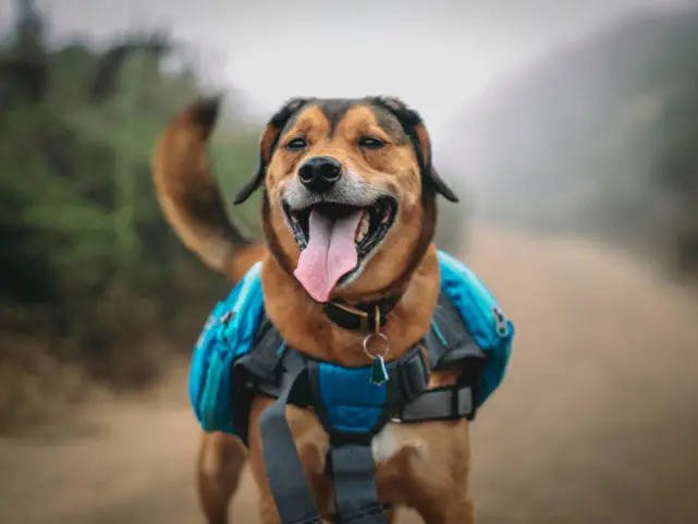 狗狗精力旺盛到拆家？带它去爬山吧！消耗狗狗体能还能补钙