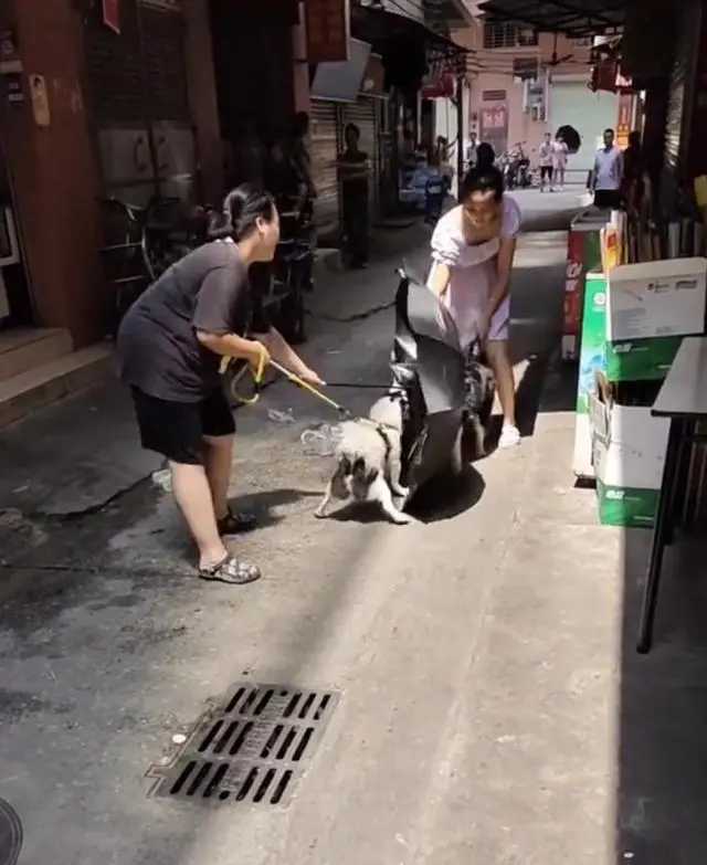 广州：两条宠物狗发生撕咬，女子用雨伞劝架，很不理智