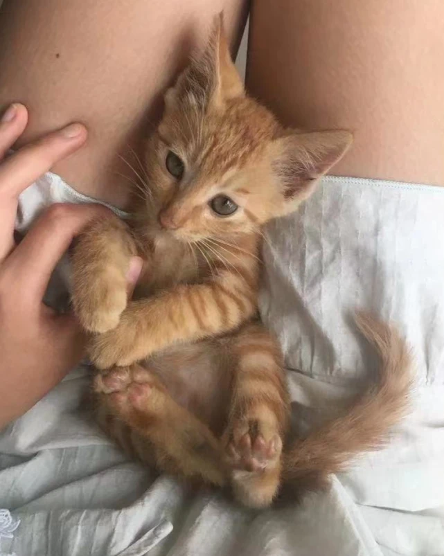 岁月也是“杀猫刀”？我的猫小时候挺好看，长大后咋这磕碜！
