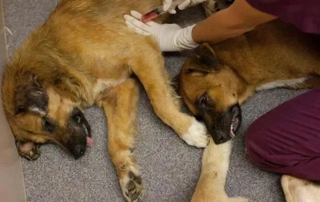 退伍军犬被确认无用后，处理方法让人震怒！