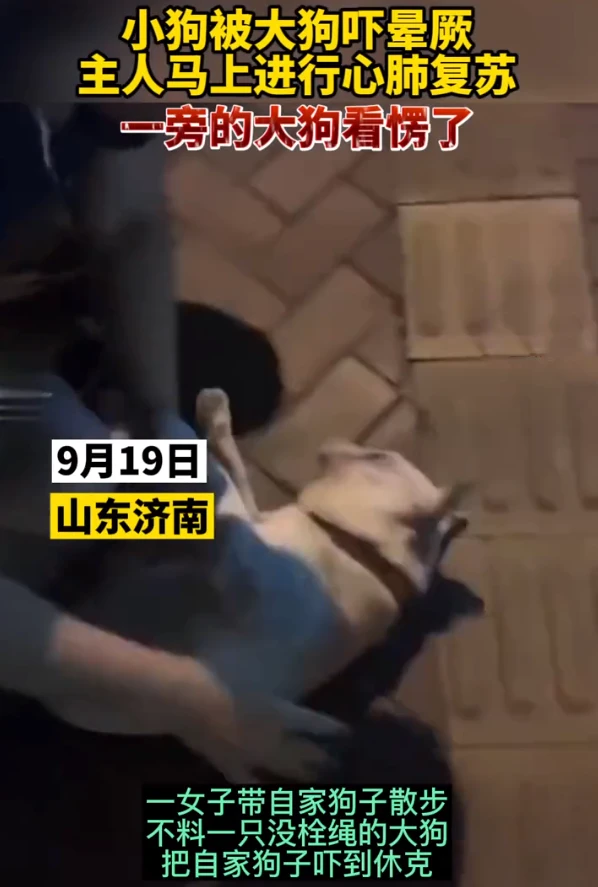 大狗扑向小狗，小狗被吓休克，主人心肺复苏抢救，大狗：我还没咬