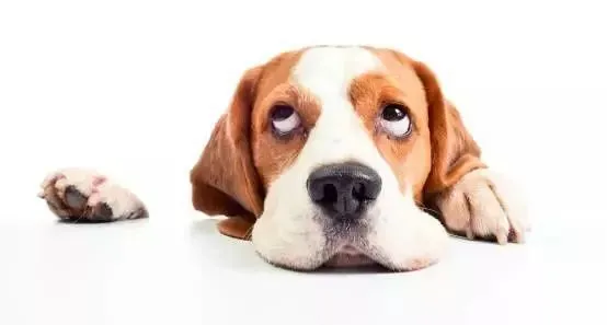 狗狗也有鼻炎吗？应该怎么治疗？