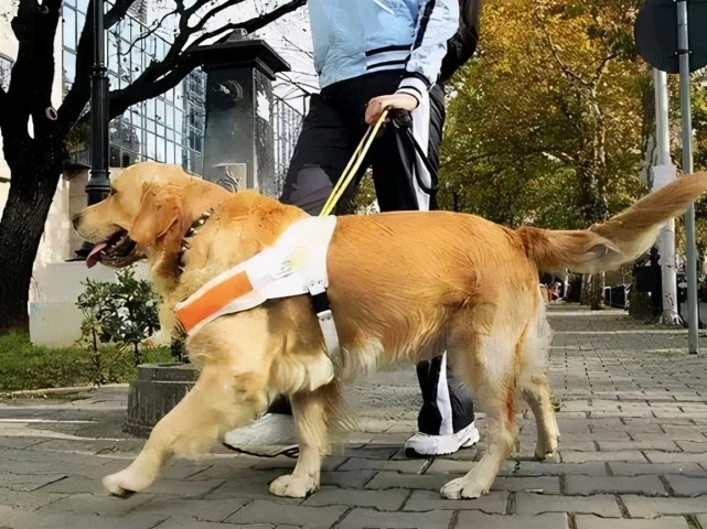 男子遛狗不拴绳，被劝阻还理直气壮：我公安局有朋友！