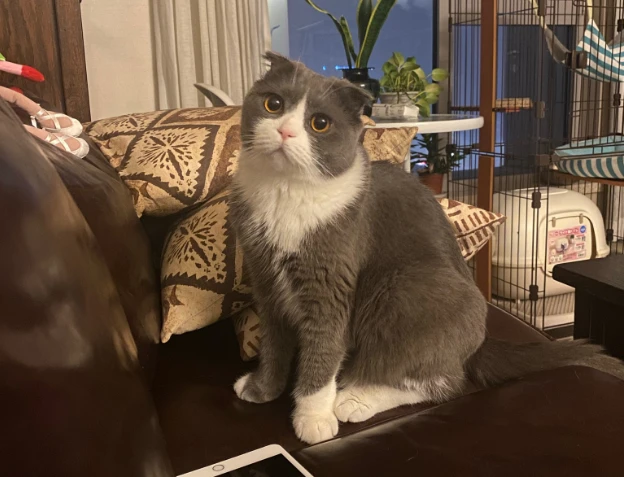 养了这些“不省心”的猫，休想过得舒坦，主人太难了