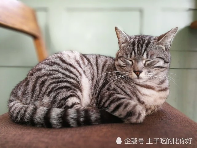 猫咪出现这6个行为，是在向铲屎官发信号，千万别忽视！