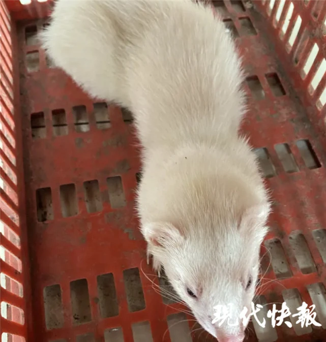 奇怪动物小区里乱窜，民警一看竟是新潮萌宠