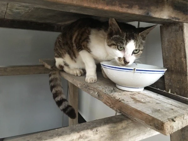 自从散养了猫，我家猫就上瘾了