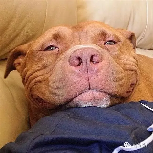 这只叫肉丸的比特犬，用自己的微笑赢得了领养人的青睐！
