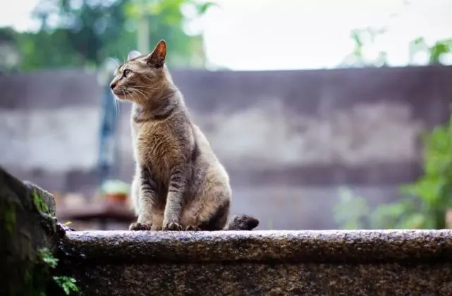 为什么老人们常说：“猪来穷，狗来富，猫来头上顶白布“？