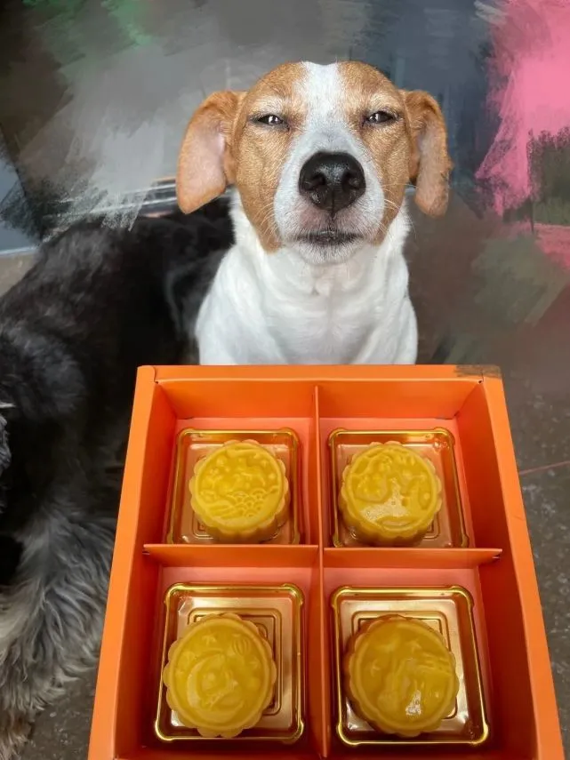 今年的中秋，你家狗子有过月饼吗？大型凡尔赛现场～