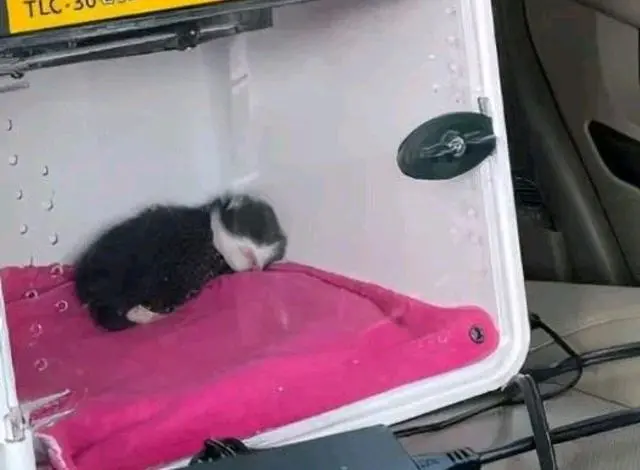 小猫咪一出世就像“鼹鼠”，猫妈都不要它了，它却拼命想活下去！