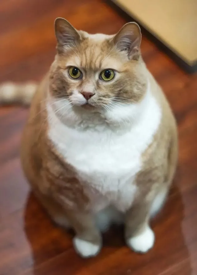 把猫咪喂胖，然后遗弃，这些人在变相虐待宠物吗？