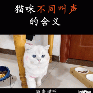 成都大爷10万天价安葬宠物，只为了却一桩心愿