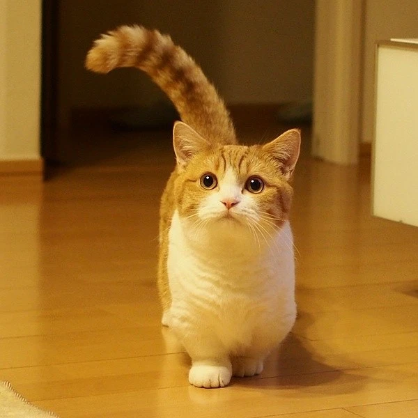 其实，猫咪也会“撒娇”
