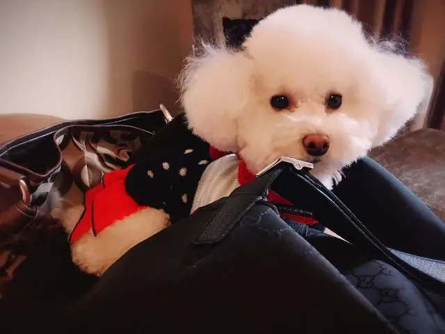 狗狗吐黄水是怎么回事？狗狗吐黄沫怎么办？