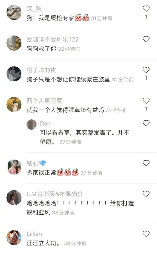 狗狗拆了席梦思，网友却说：好狗，别打！