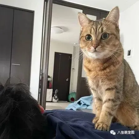 瓜子脸萌猫躺主人怀里敷面膜，翻肚梳胸毛舒服到眯眼，萌翻网友