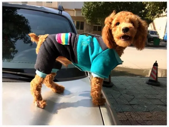 泰迪犬很怕这9件事，你家的狗占几个呢？