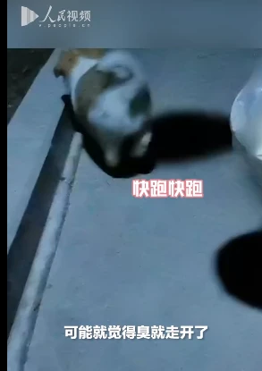 排队来闻扭头就走！学生打包螺蛳粉遭小狗嫌弃