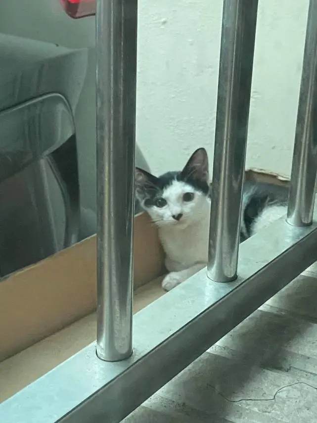 将流浪猫的孩子引诱送养，遭到猫妈每天上门哭诉，好心办了坏事！