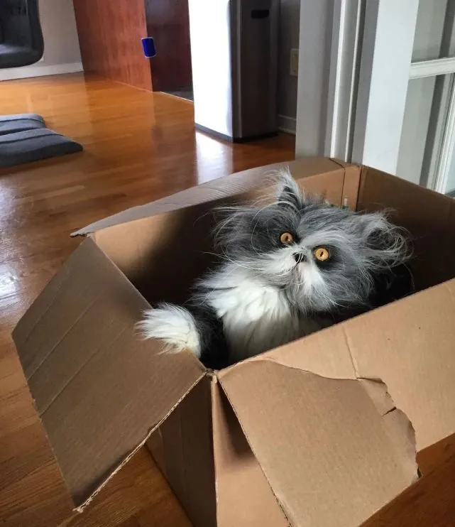 猫中鳌拜，为什么会有长得这么潦草的猫！