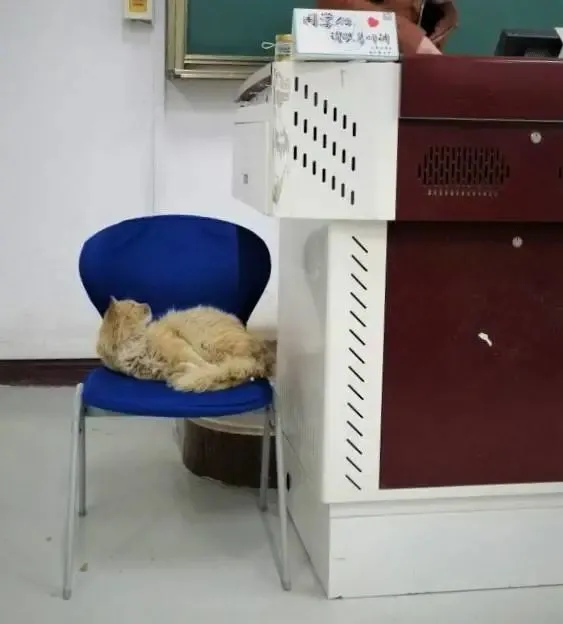 我在大学，和流浪猫交朋友