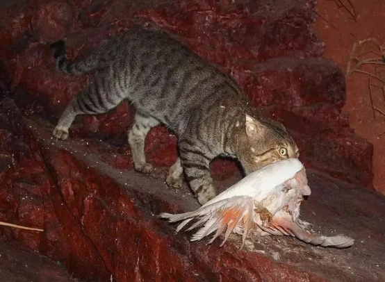 猫也成了保护动物？瓦屋山首现豹猫，不少小鸟毁在它嘴里