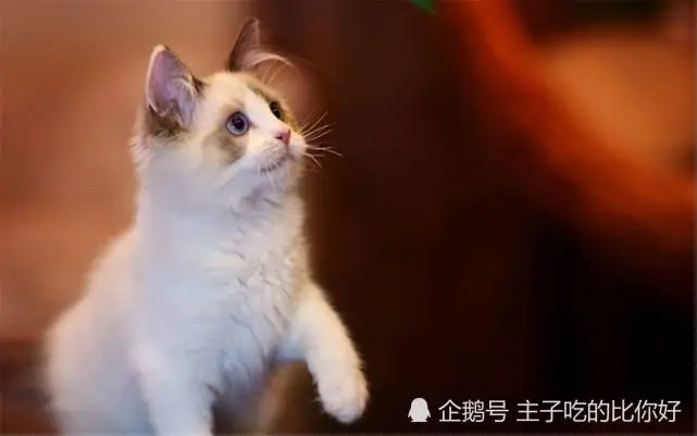 千万不要养这6种猫，实在太“烧钱”，网友：家里有矿！