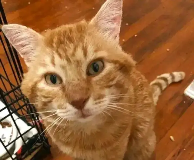 橘猫窗外大喊开门，吓得女孩赶紧找食物，女孩：不对，我没猫啊？