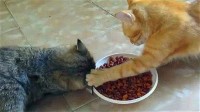 猫咪为了吃饱肚子，简直是“不择手段”