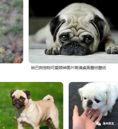 乖巧伶俐的讨人喜欢的哈巴狗