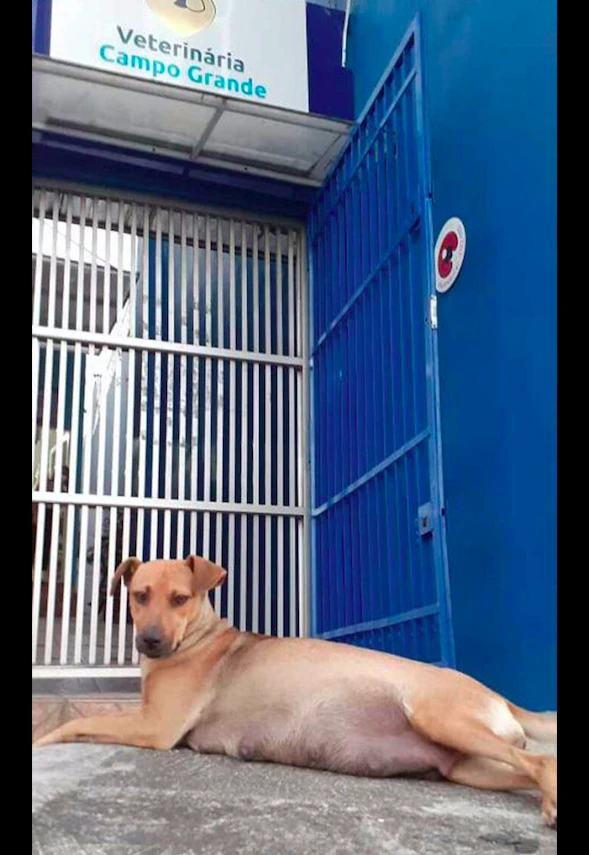 狗妈临近生产去医院门口求助，狗爸紧随其后，暗中保护它的安全！