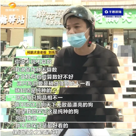 5700元买来“假纯种柴犬”要退！宠物店老板：我敢假一赔十