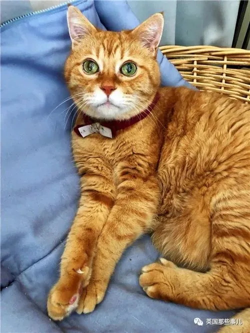 21岁高龄橘猫被收养后从没生过病，获得荣誉表彰：长寿健康！