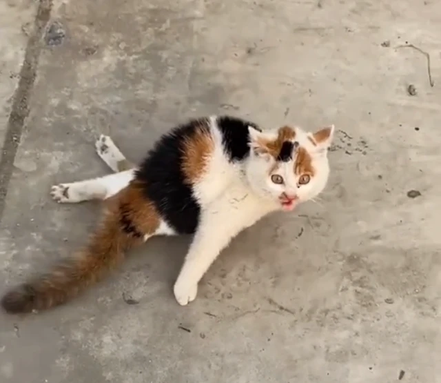 流浪猫无法站立被要求安乐，好心人收养后获得新生：还好没放弃