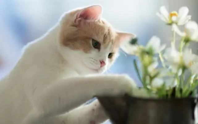 国产猫粮品牌排行怎么看：选猫粮除了口味、配料和成分同样重要