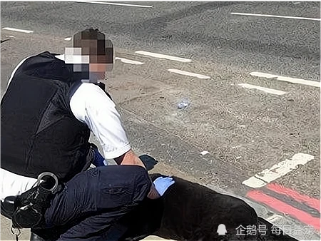 狗狗热天被带出门，半路上中暑了主人还不知道，一个举动酿成大错