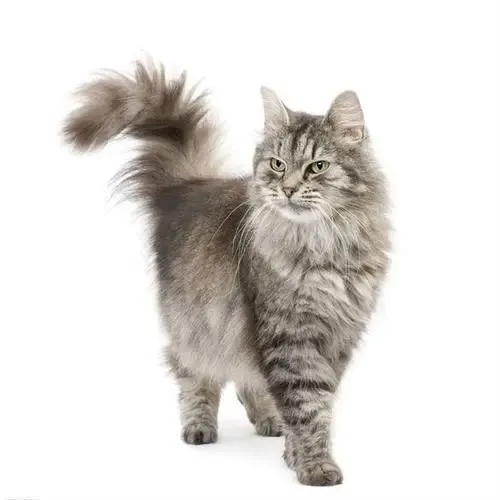 袖虎病猫攻略：母猫产后出血的解决办法