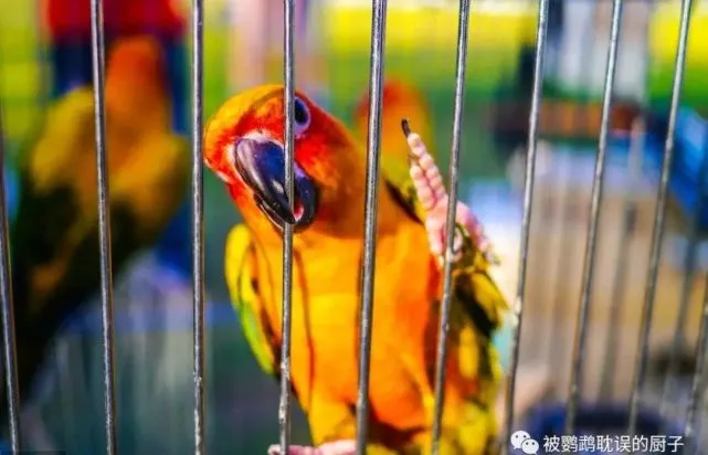 为什么家养鹦鹉经常生病？了解这5点轻松解决，新手饲养鹦鹉并不难