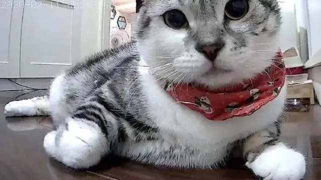 《养猫那些事儿》，笑不活了家人们