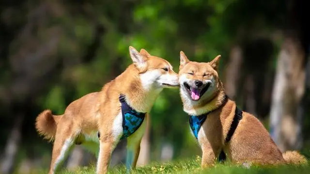 在柴犬眼中，这5件事情，就是“挑衅”！
