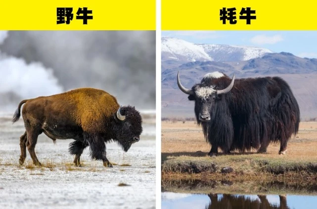 虽然相似，但实际上非常不同的7组动物