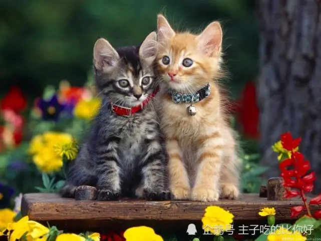 国内弃养率最高的猫咪，5个现实理由，道出真相！